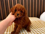 Tesci̇lli̇ Irk Mükenmel Poodle