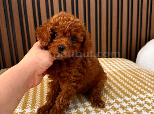 Tesci̇lli̇ Irk Mükenmel Poodle görsel