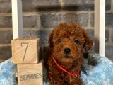 EVİNİZİN NEŞESİ OLUCAK POODLE YAVRULAR