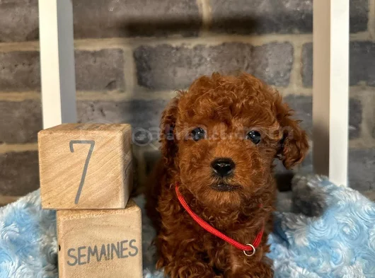 Evi̇ni̇zi̇n Neşesi̇ Olucak Poodle Yavrular