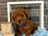 Evi̇ni̇zi̇n Neşesi̇ Olucak Poodle Yavrular
