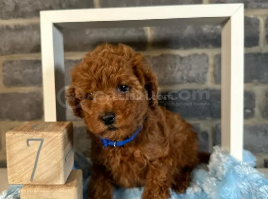 Evi̇ni̇zi̇n Neşesi̇ Olucak Poodle Yavrular görsel