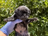 Afacan pug mops bebekler