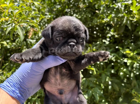 Afacan Pug Mops Bebekler