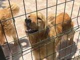 Golden retriever dişi