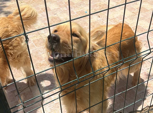Golden Retriever Dişi
