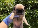 Afacan Pug Mops Bebekler