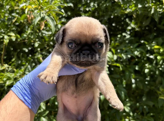 Afacan Pug Mops Bebekler görsel