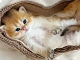 British Golden Longhair Dişi Ve Erkek Rzv