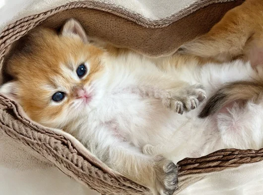 British Golden Longhair Dişi Ve Erkek Rzv görsel
