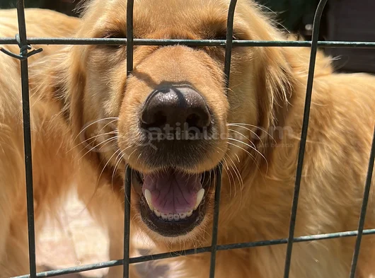 Golden Retriever Dişi görsel
