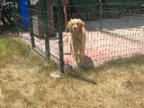 Golden retriever sahiplendirme