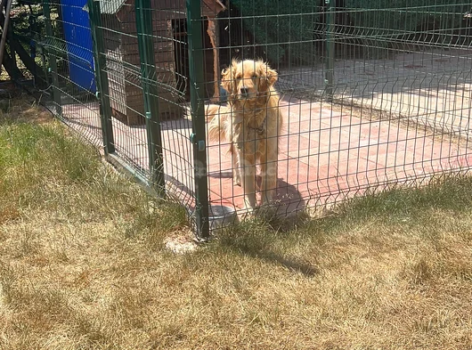 Golden Retriever Sahiplendirme