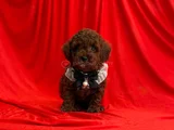 Dark brown toy poodle yavrular 