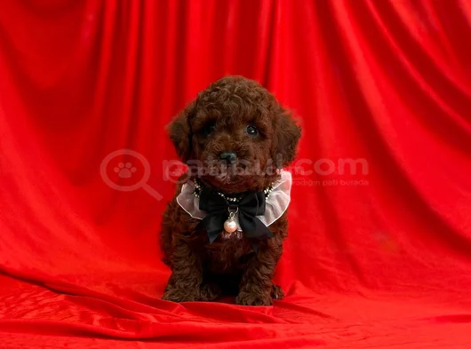 Dark Brown Toy Poodle Yavrular 