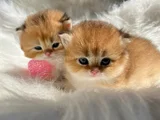 British Golden Longhair Dişi Ve Erkek Rzv