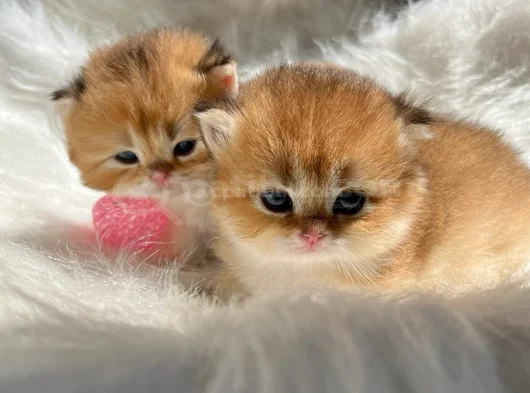 British Golden Longhair Dişi Ve Erkek Rzv görsel