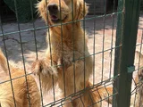 Golden Retriever Dişi