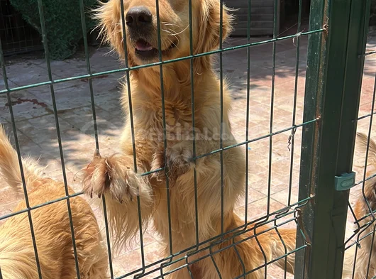 Golden Retriever Dişi görsel