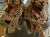 Gerçek Kali̇te Gerçek Toy Poodle Yavrular