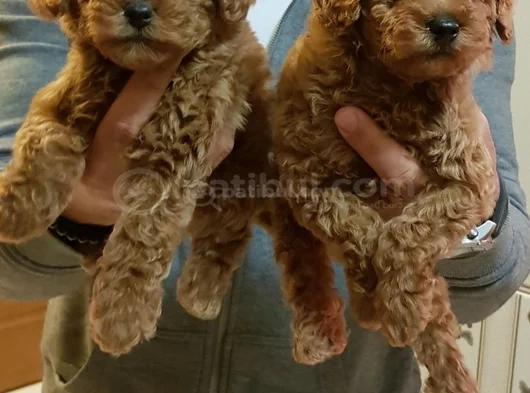 Gerçek Kali̇te Gerçek Toy Poodle Yavrular görsel