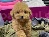 Gerçek Kali̇te Gerçek Toy Poodle Yavrular