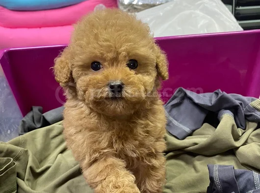 Gerçek Kali̇te Gerçek Toy Poodle Yavrular görsel