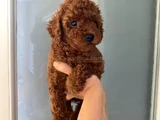 Wc eğitimli orjinal poodle yavrum