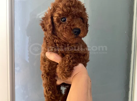 Wc Eğitimli Orjinal Poodle Yavrum