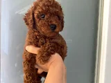 Wc Eğitimli Orjinal Poodle Yavrum