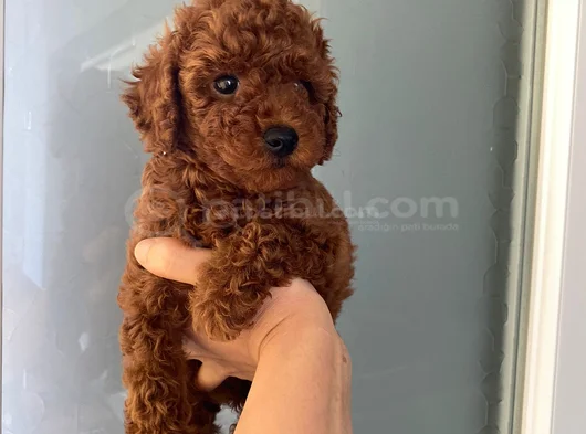 Wc Eğitimli Orjinal Poodle Yavrum görsel