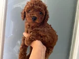 Wc Eğitimli Orjinal Poodle Yavrum