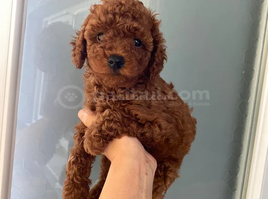 Wc Eğitimli Orjinal Poodle Yavrum görsel