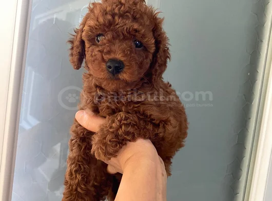 Wc Eğitimli Orjinal Poodle Yavrum görsel