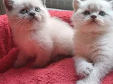 Oyuncu Bebeklerimiz Yeni Yuvalarını Bekliyor