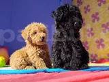 Gerçek Kali̇te Gerçek Toy Poodle Yavrular