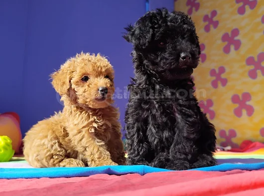 Gerçek Kali̇te Gerçek Toy Poodle Yavrular görsel