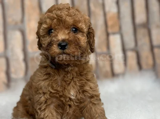 Gerçek Kali̇te Gerçek Toy Poodle Yavrular