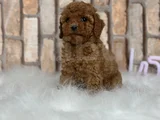 Gerçek Kali̇te Gerçek Toy Poodle Yavrular