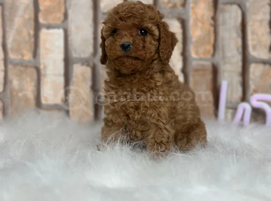 Gerçek Kali̇te Gerçek Toy Poodle Yavrular görsel