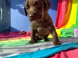 Her Renk A Kali̇te Müthi̇ş Labrador Retri̇ever Yavrular