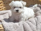Kore Kan A Kali̇te Maltese Teri̇er Yavrular