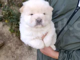 Üreticiden Chow Chow Çin Aslanı Yavruları