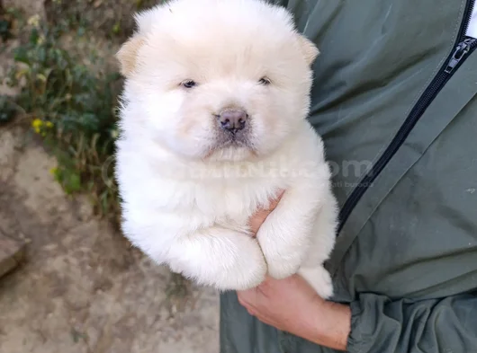 Üreticiden Chow Chow Çin Aslanı Yavruları görsel