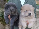 Üreticiden Chow Chow Çin Aslanı Yavruları
