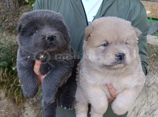 Üreticiden Chow Chow Çin Aslanı Yavruları görsel