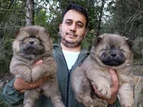Üreticiden Chow Chow Çin Aslanı Yavruları