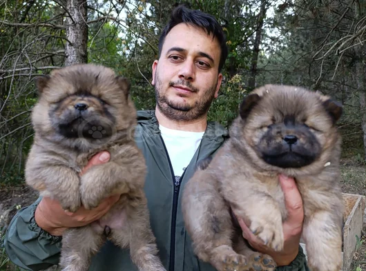 Üreticiden Chow Chow Çin Aslanı Yavruları görsel