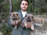 Üreticiden Chow Chow Çin Aslanı Yavruları