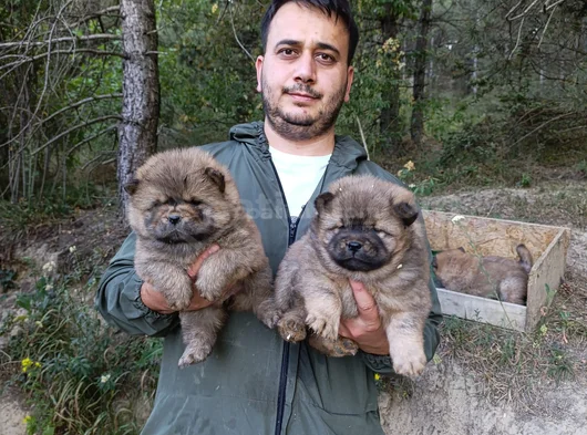 Üreticiden Chow Chow Çin Aslanı Yavruları görsel